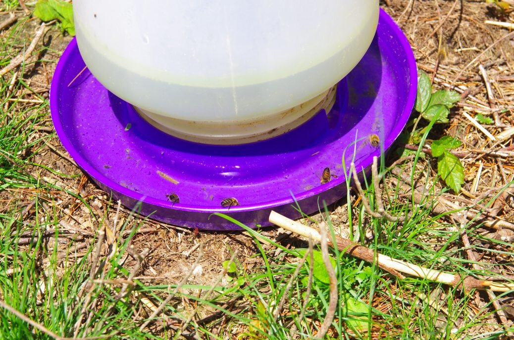 Bee waterer