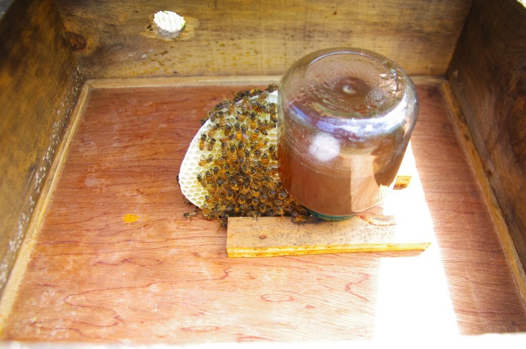 Not what you expect when you open a hive
