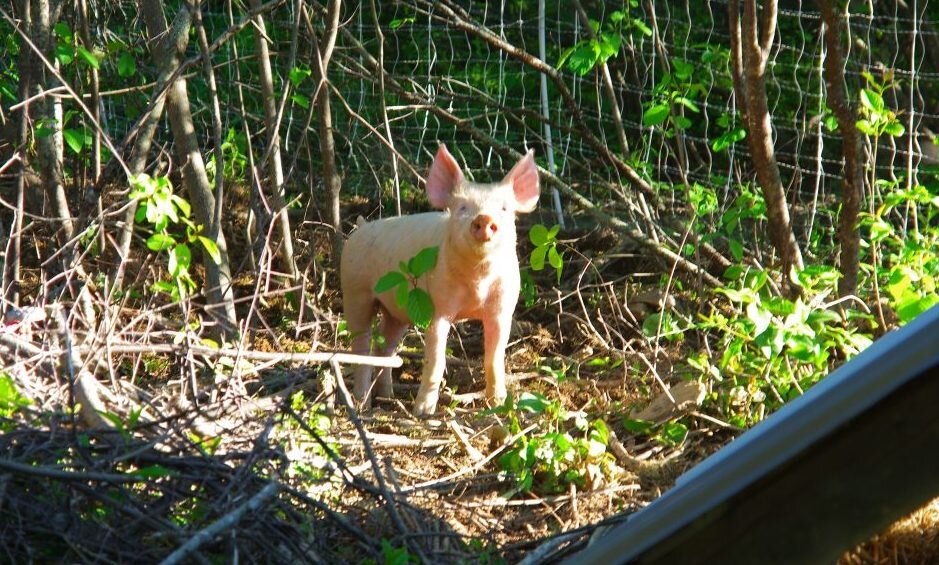 PIGS FIRST MOVE