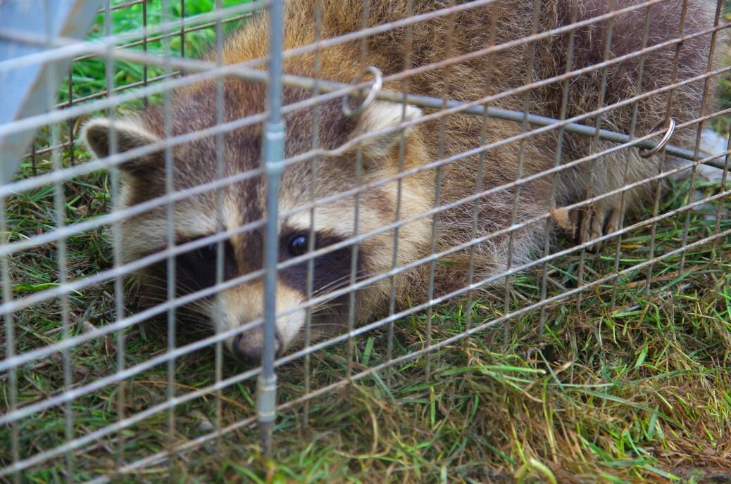 The annual raccoon