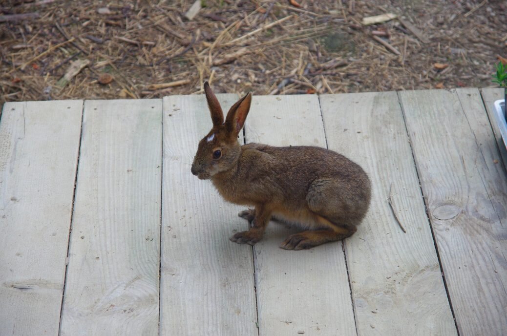 Porch rabbit