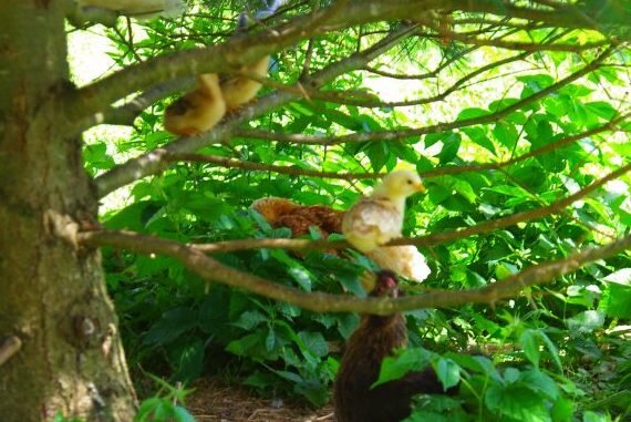 Full perching potential