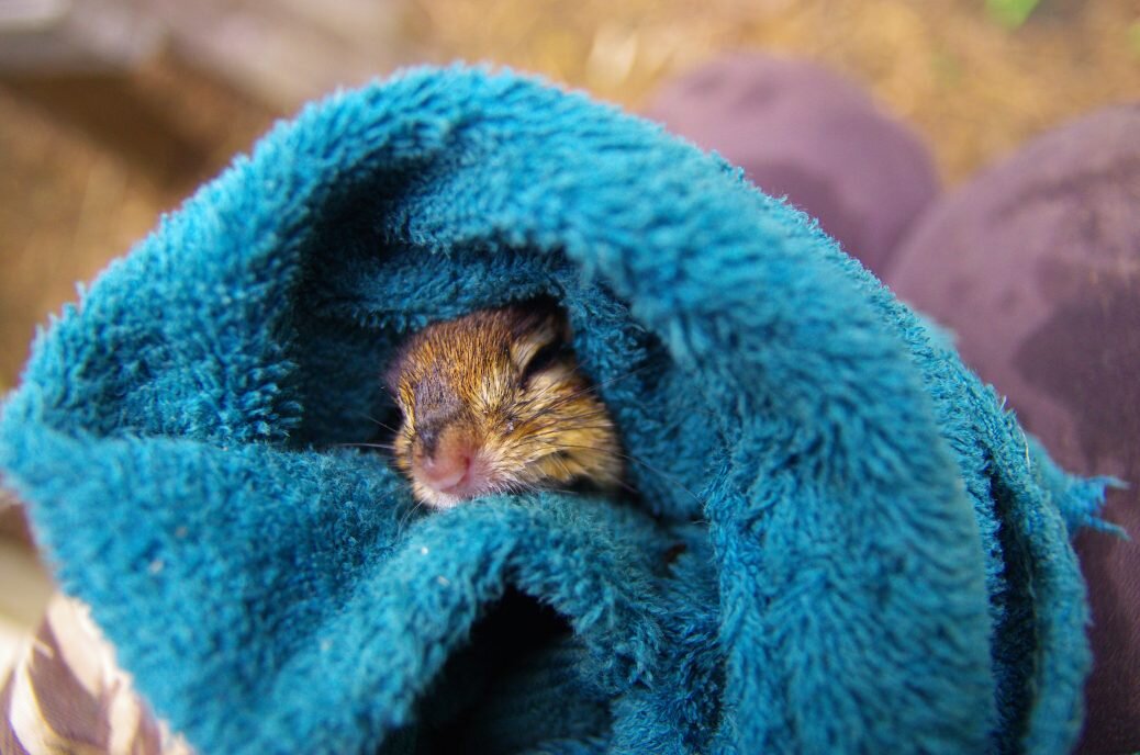 this chipmunk is having a bad day