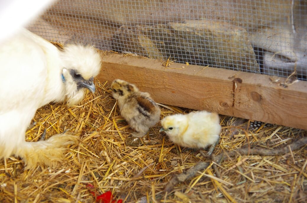 Itty bitty feather slippers