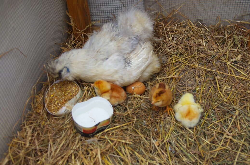 Three new chicks
