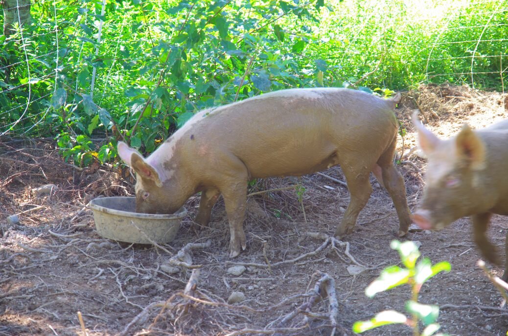 Two tone pigs