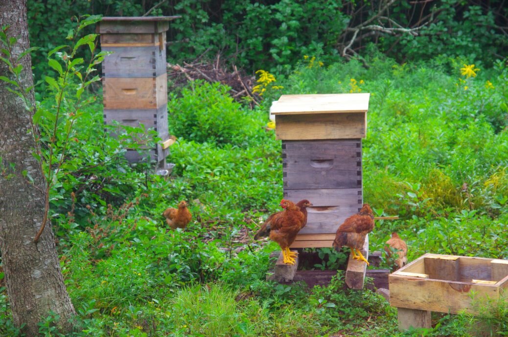 The five aren't afraid of bees
