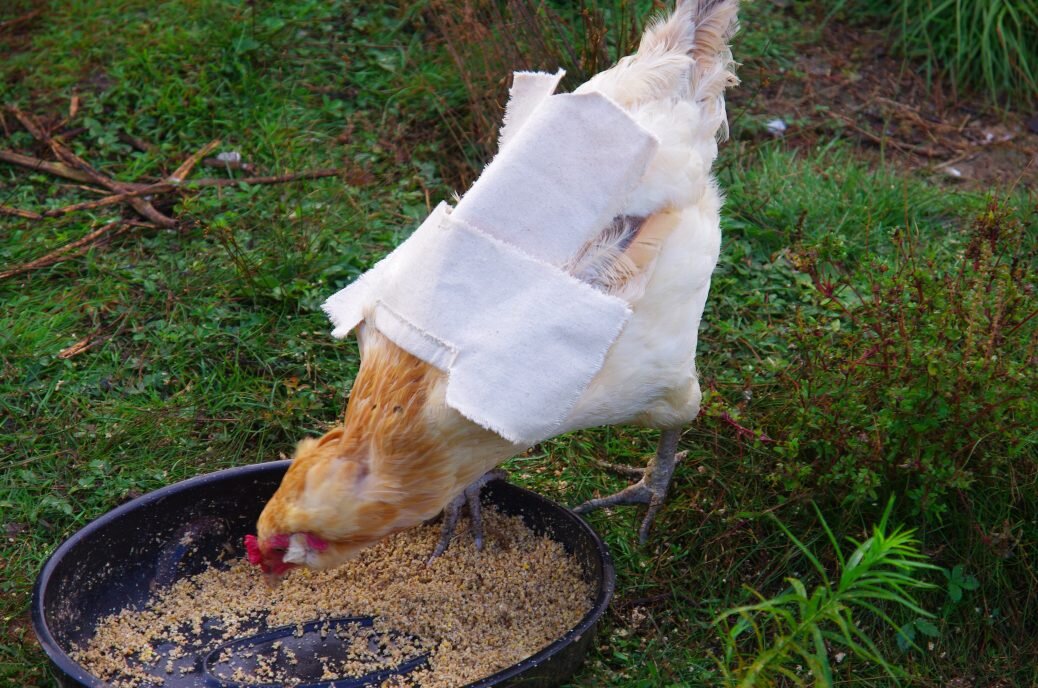 Chicken jackets