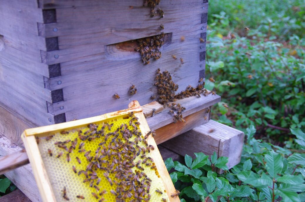 Bee day