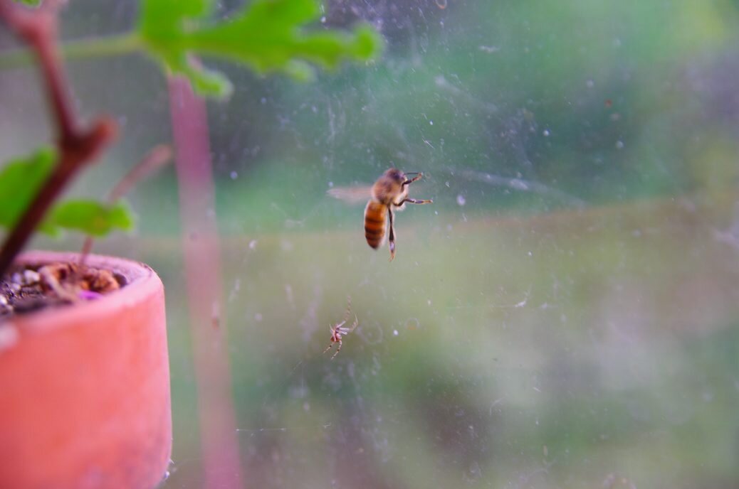 Bee drama