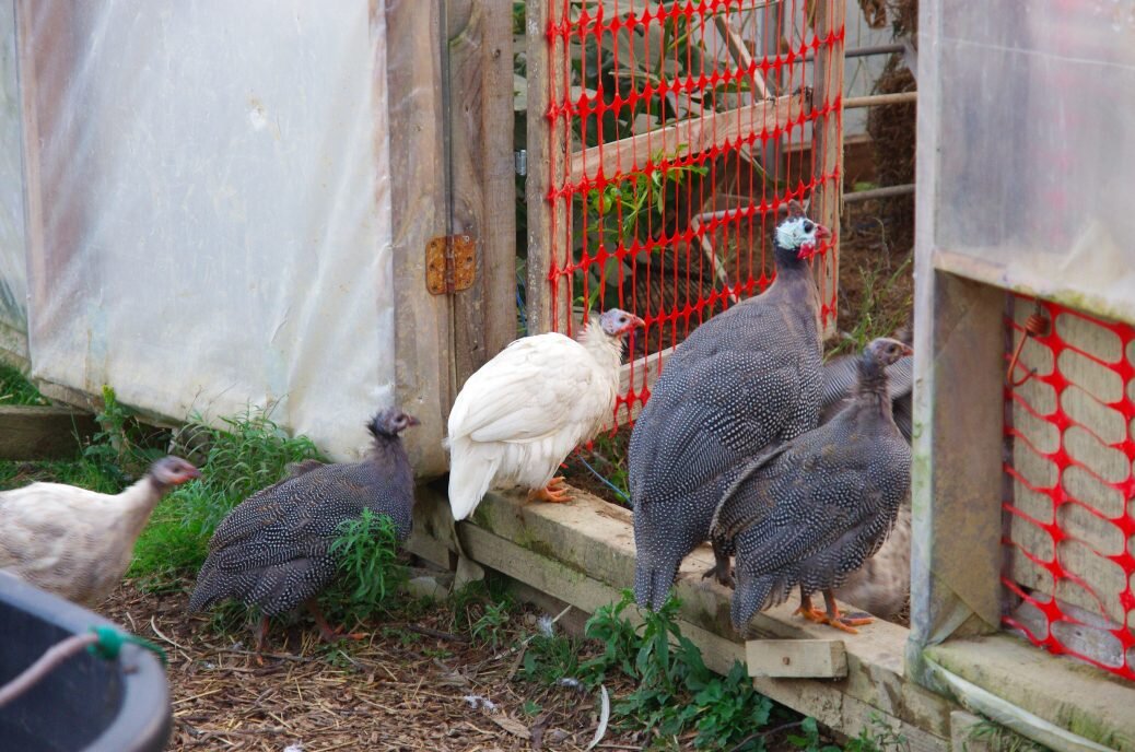 Guineas going to bed