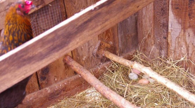 A nice nest