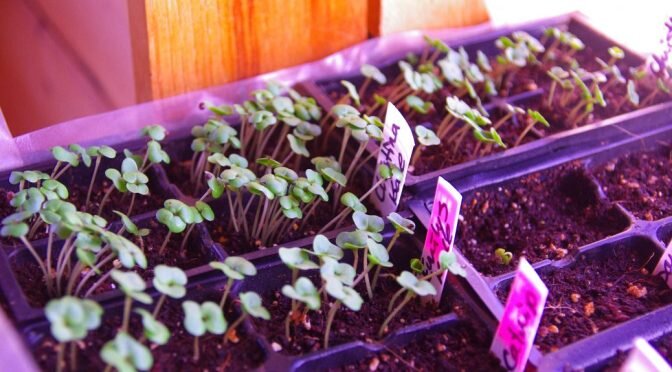 sprouts!