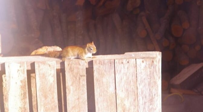 Fat little woodshed squirrel