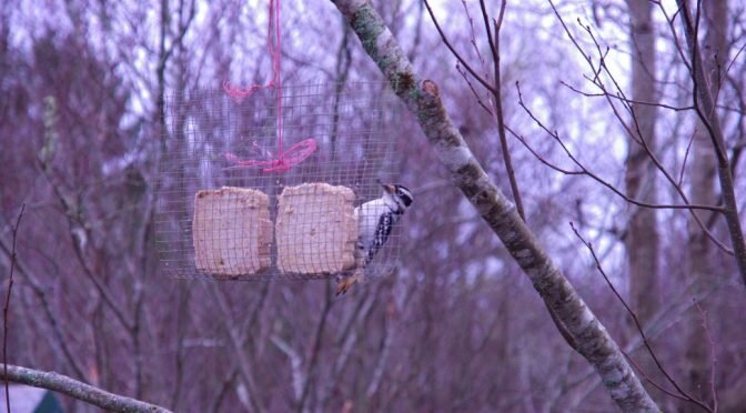 Suet woodpecker