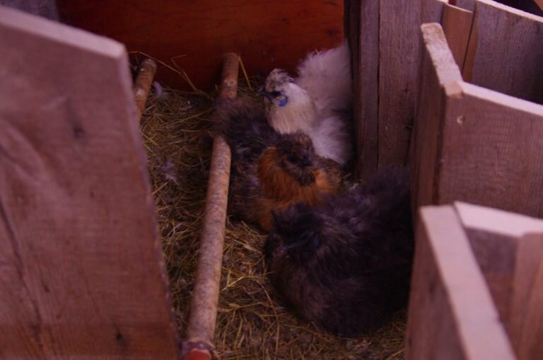 Havoc in the henhouse.