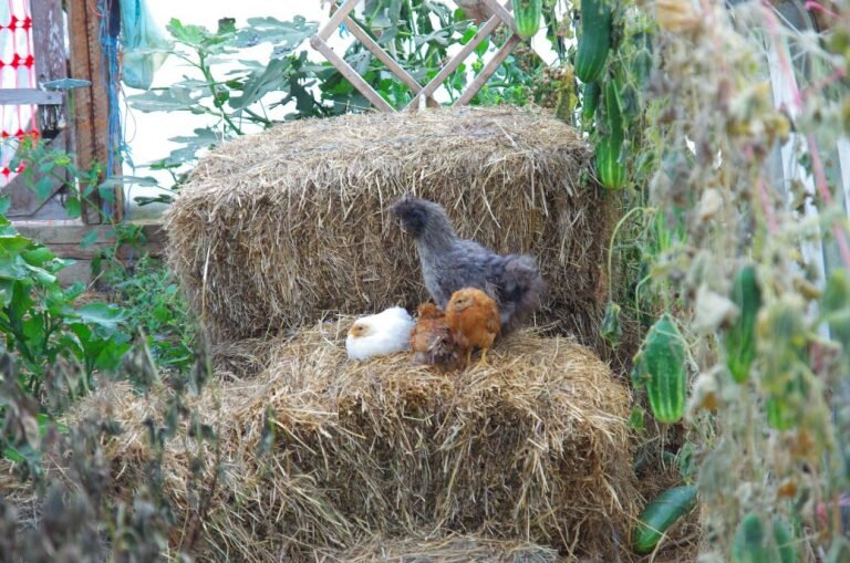 Every morning I have an exploding box of chickens