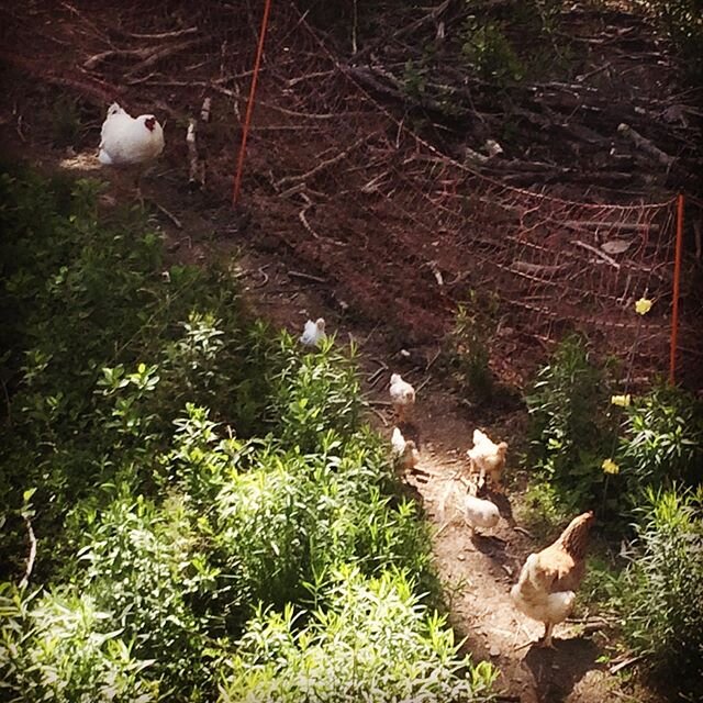 Here come the chicks! Five little chicks of Cream Puff&rsquo;s, and they&rsquo;ve made the journey down the trail to the house, still a little uncomfortable to be so far from the familiar, but Mom&rsquo;s coaching them. 
#mamahen #dailychicken #chick