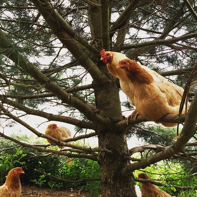 Pine tree date! These two, perching in the pine tree.

#dailychicken #chickensofinstagram #freerangechickens #heritagechickenscanada