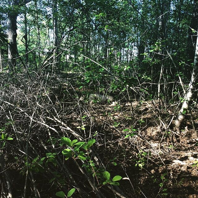 Find the #Pig. Just a black pig having a lie down after breakfast and becoming invisible.

#PasturedPigs #BlackBerkshires #ElectricFence