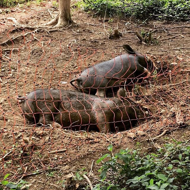 #HeatWave. It&rsquo;s this kind of day. The #pigs are just going to sleep in the #wallow today.

#BlackBerkshires #pasturepigsarehappypigs #PasturedPigs #electricfence