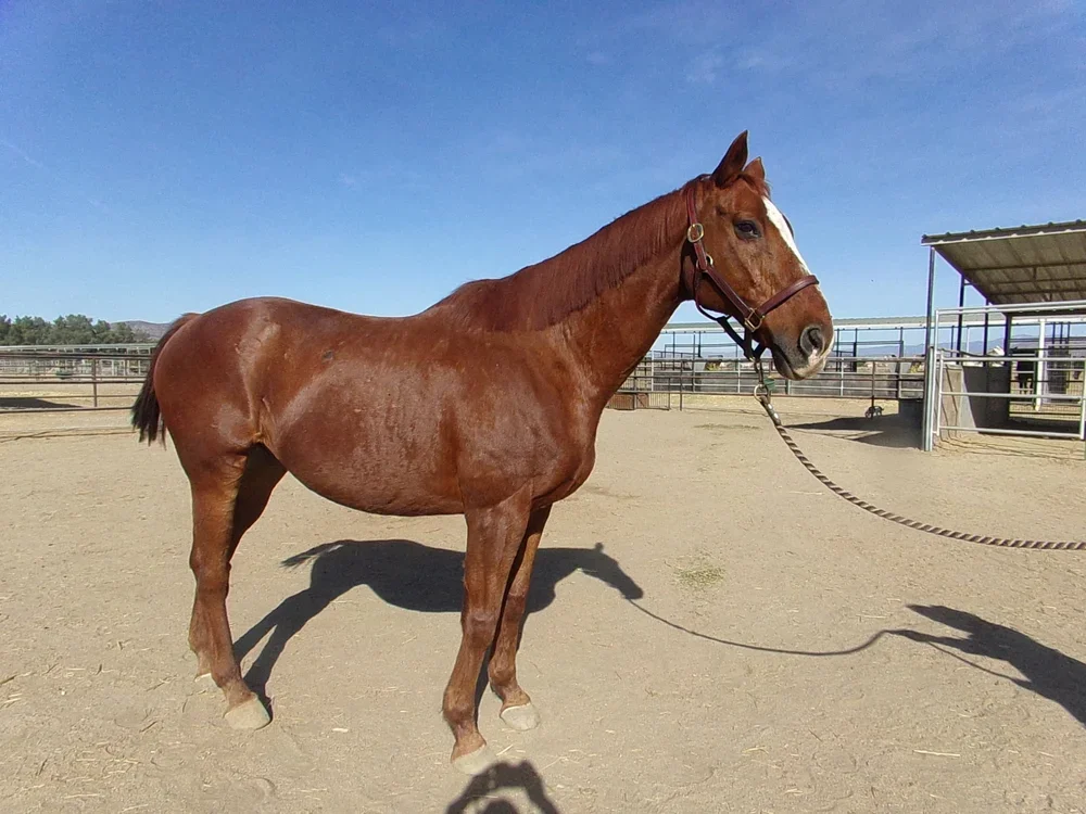 Cisco(Charlie) got his wings in 2025