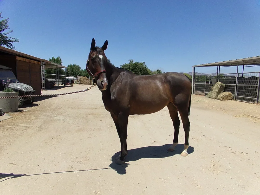 Chancellor got his wings in 2026