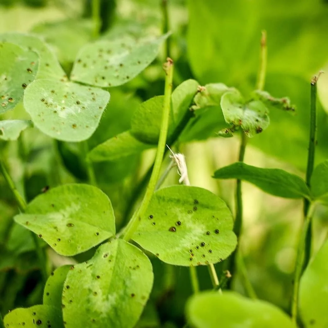 Close-up of green clover leaves with small black spots and some damaged edges.