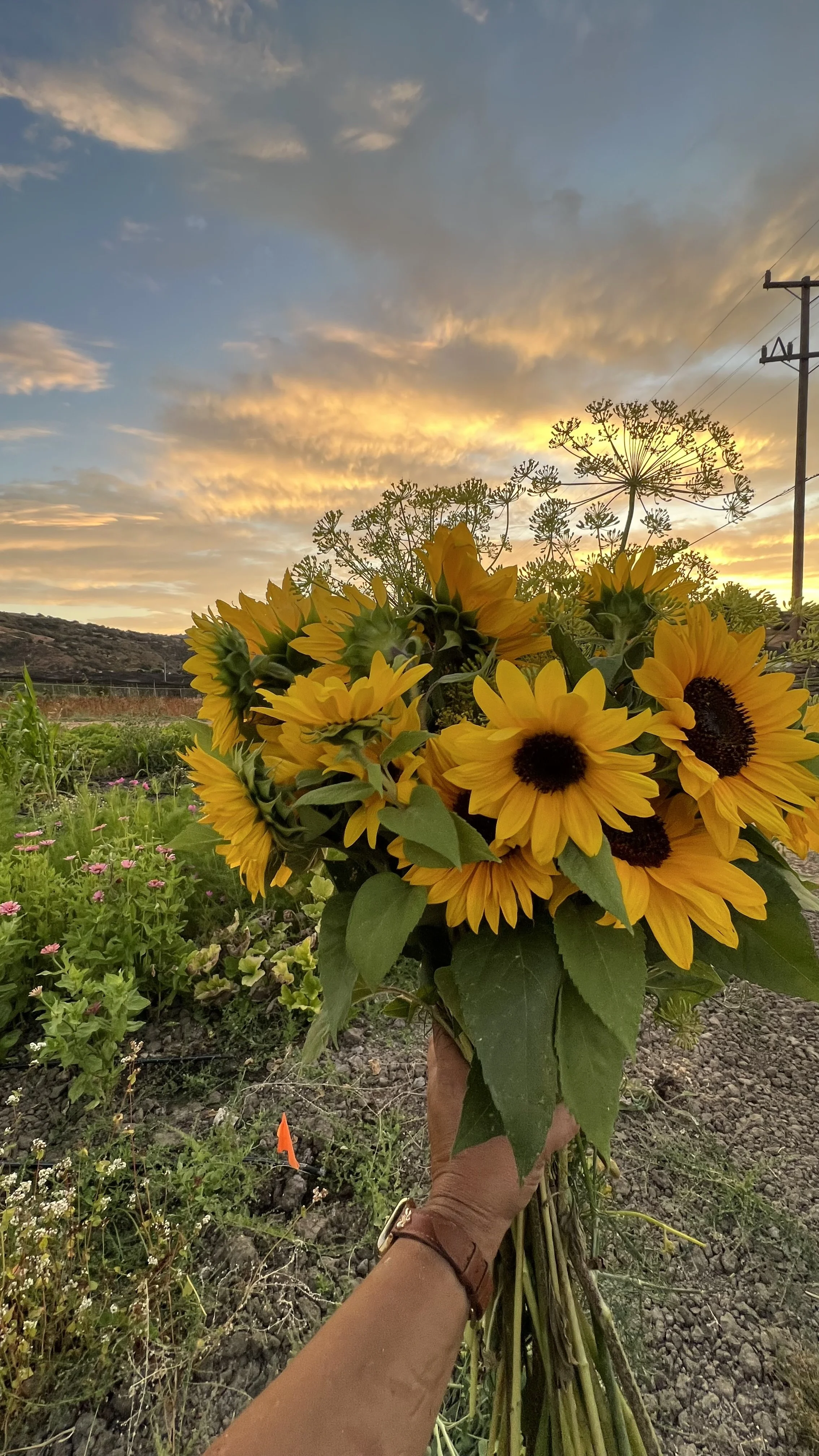 Flower Subscriptions — Tres Pinos Valley Farm