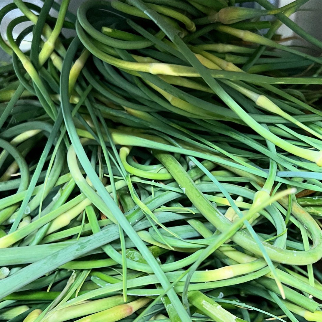 Garlic Scapes