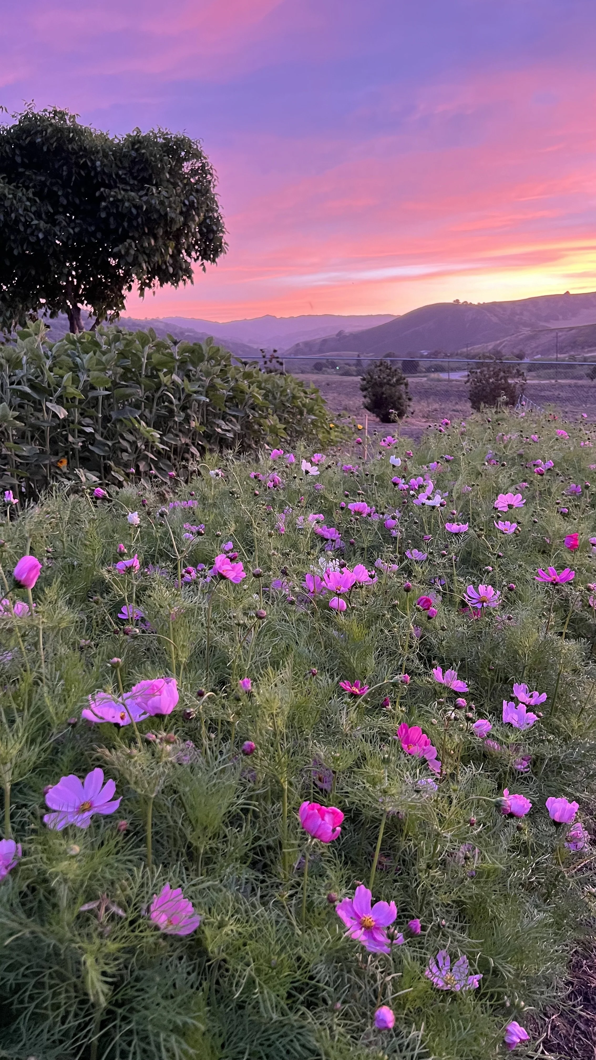 Event Tickets — Tres Pinos Valley Farm