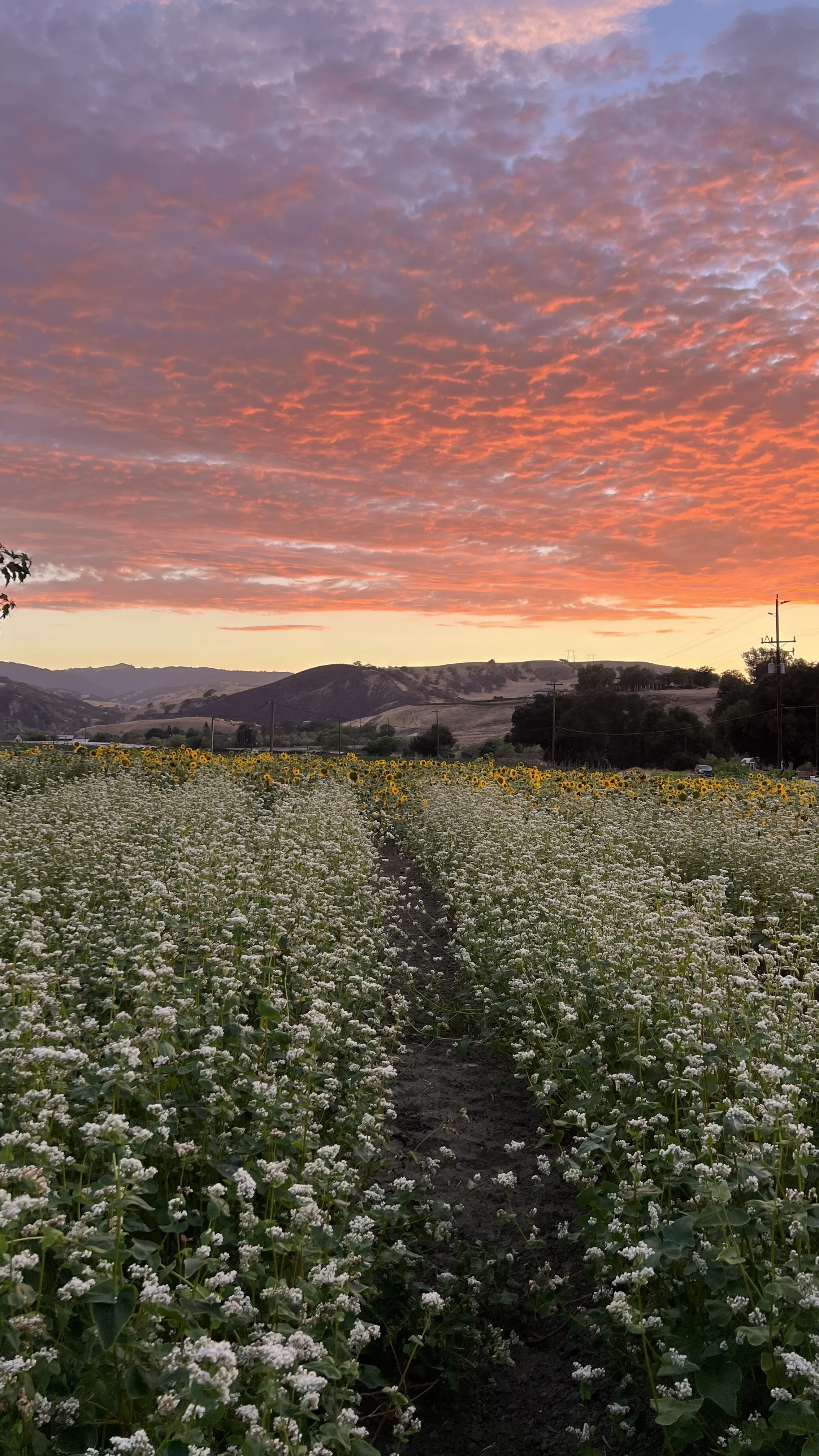 Event Tickets — Tres Pinos Valley Farm