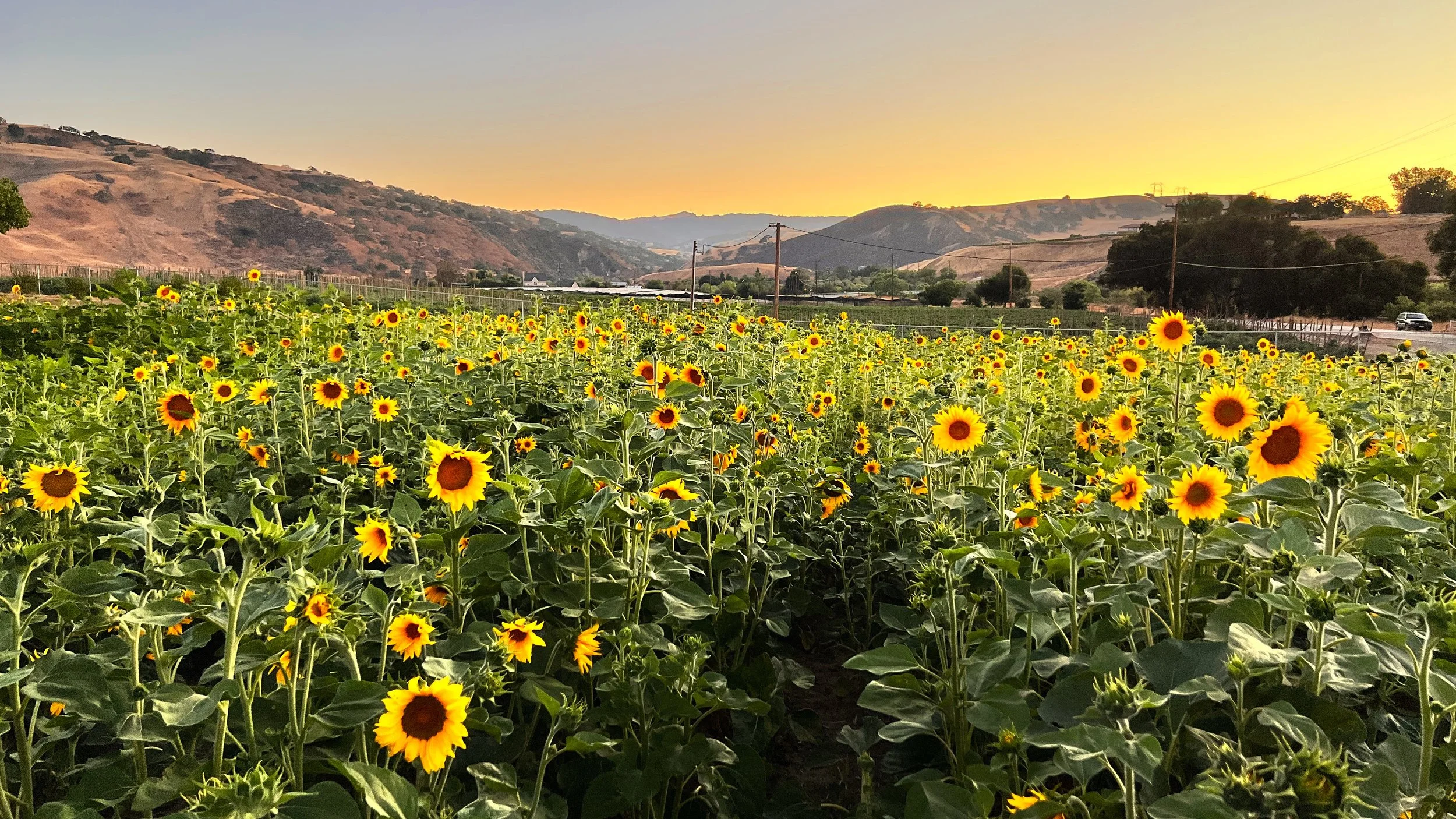 Event Tickets — Tres Pinos Valley Farm