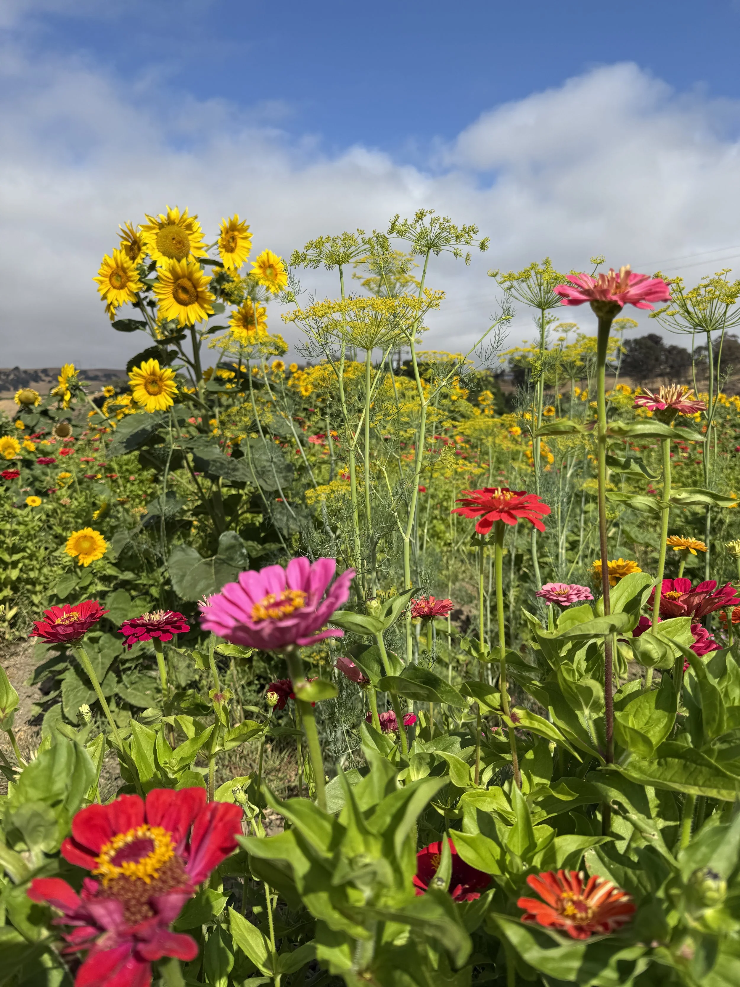 Flower Farm For Sale