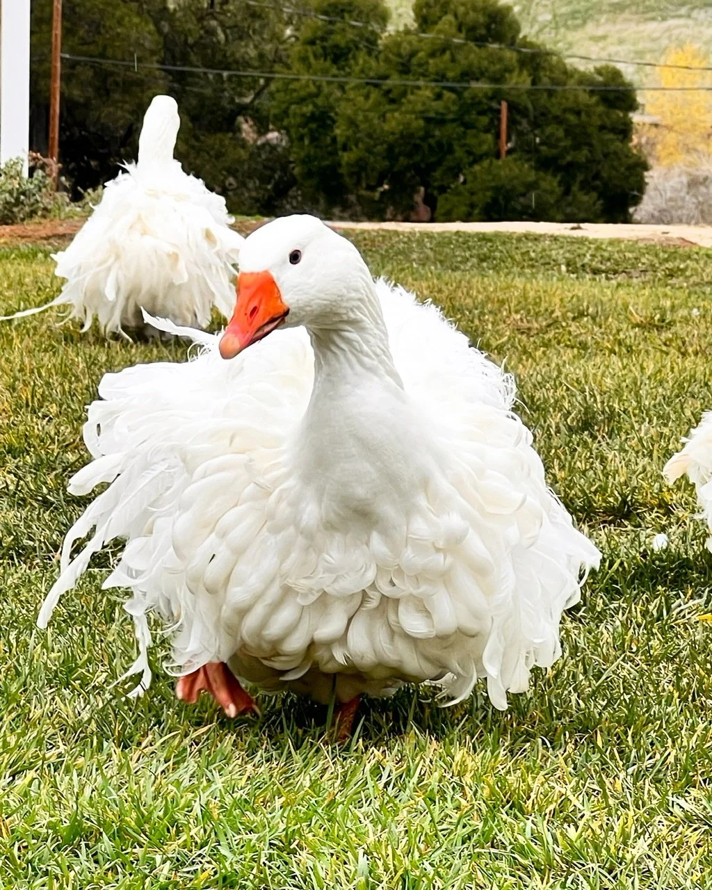 Sebastopol Geese — Tres Pinos Valley Farm