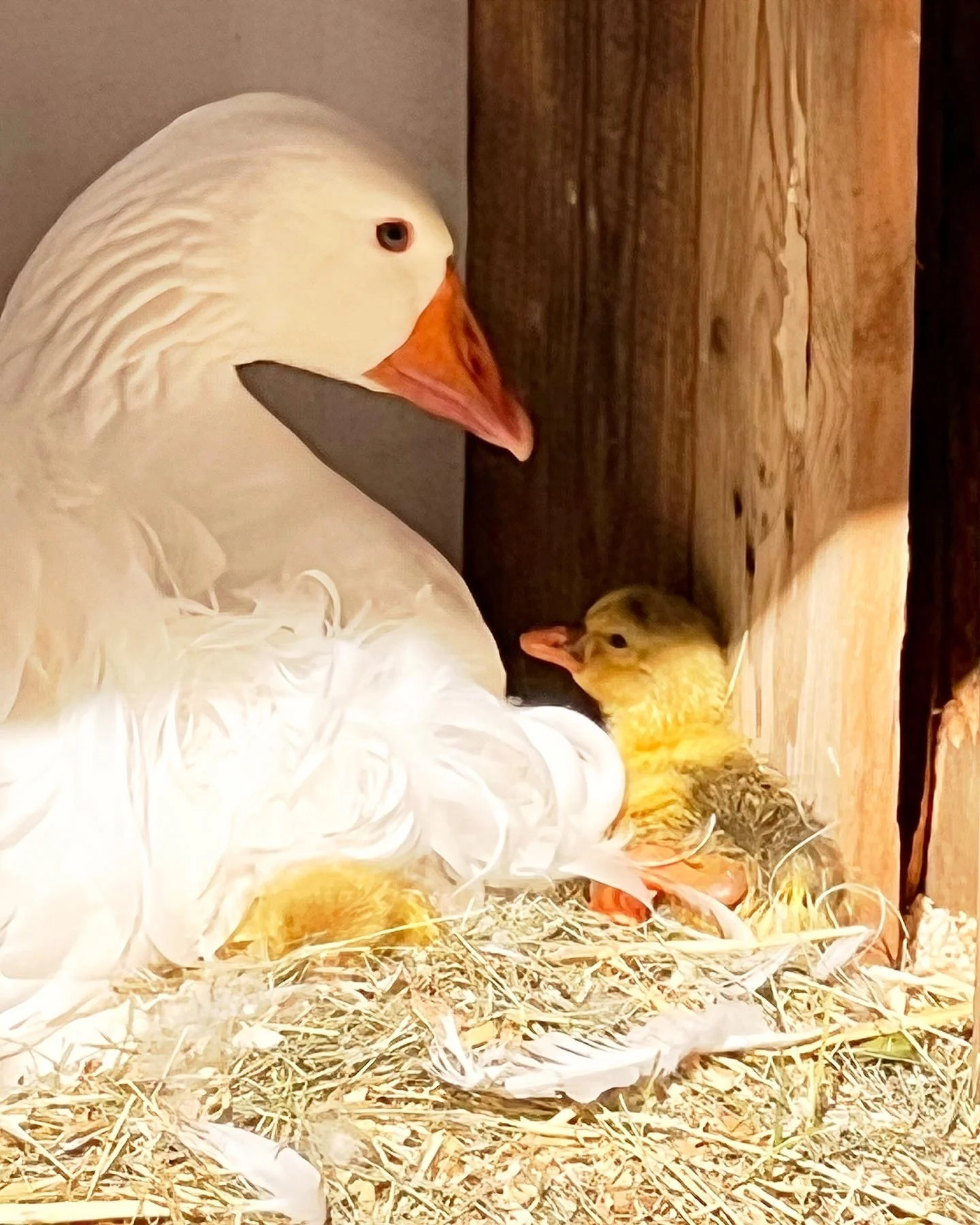 Sebastopol Geese — Tres Pinos Valley Farm