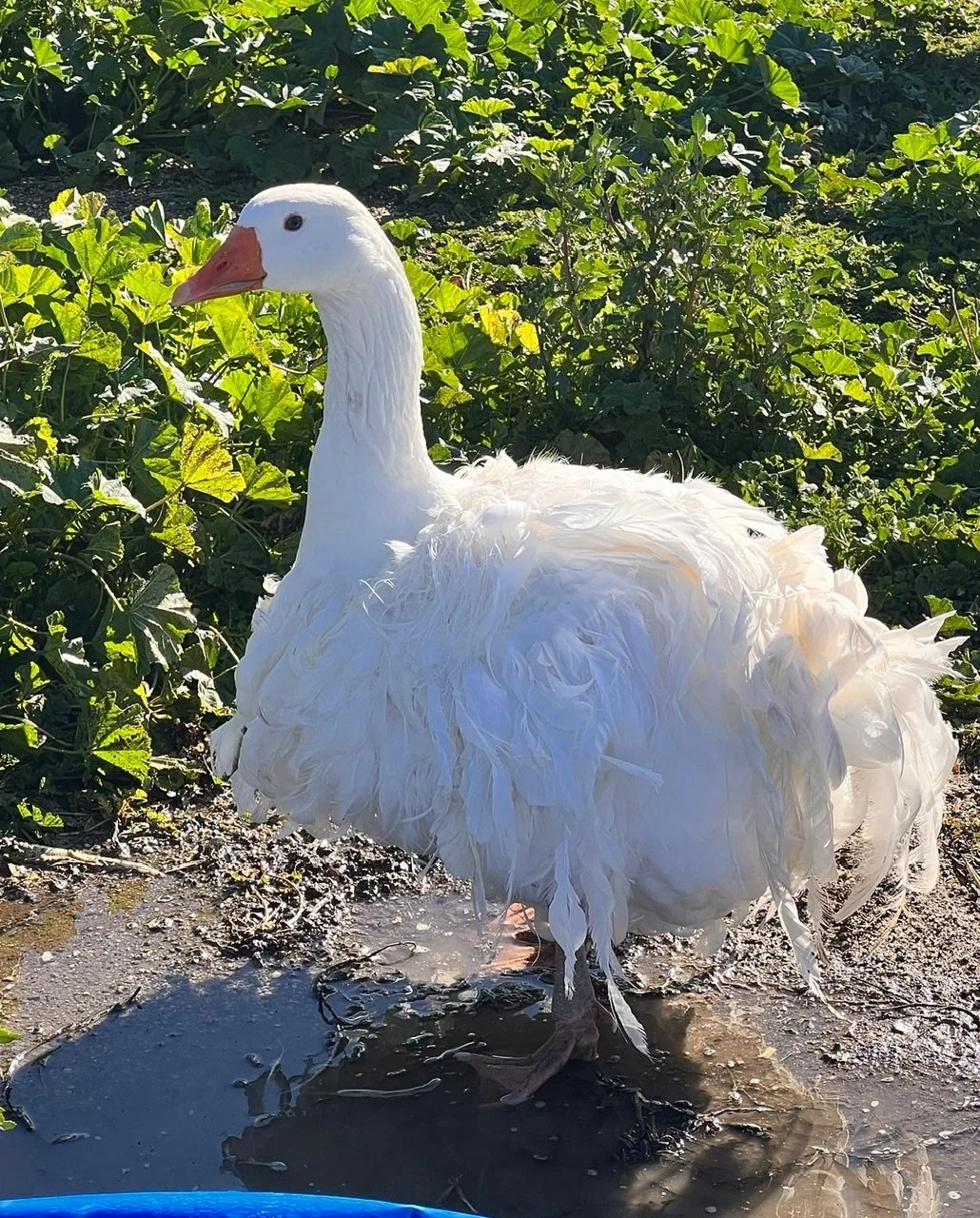 Sebastopol Geese — Tres Pinos Valley Farm