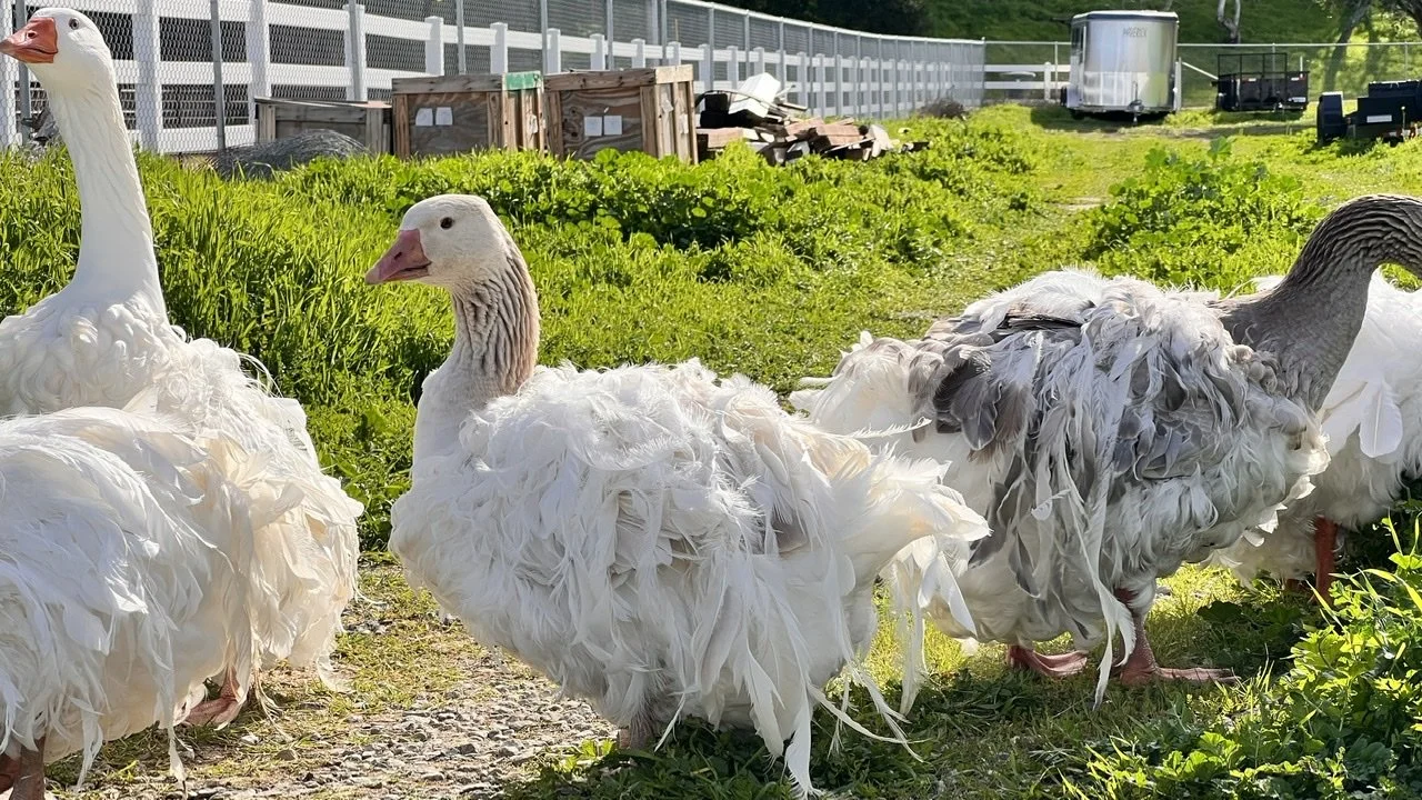 Sebastopol Geese — Tres Pinos Valley Farm