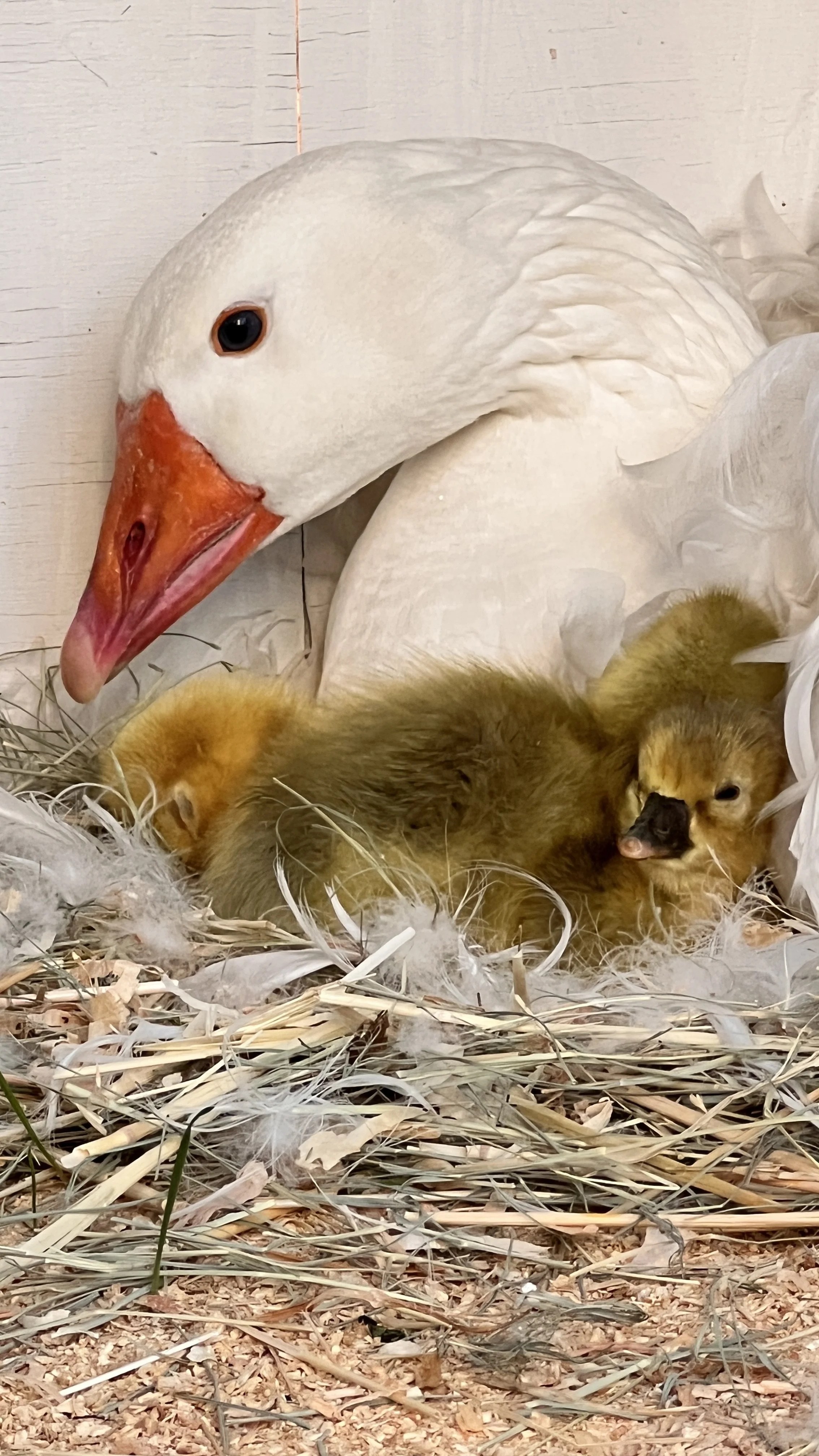 Sebastopol Geese — Tres Pinos Valley Farm