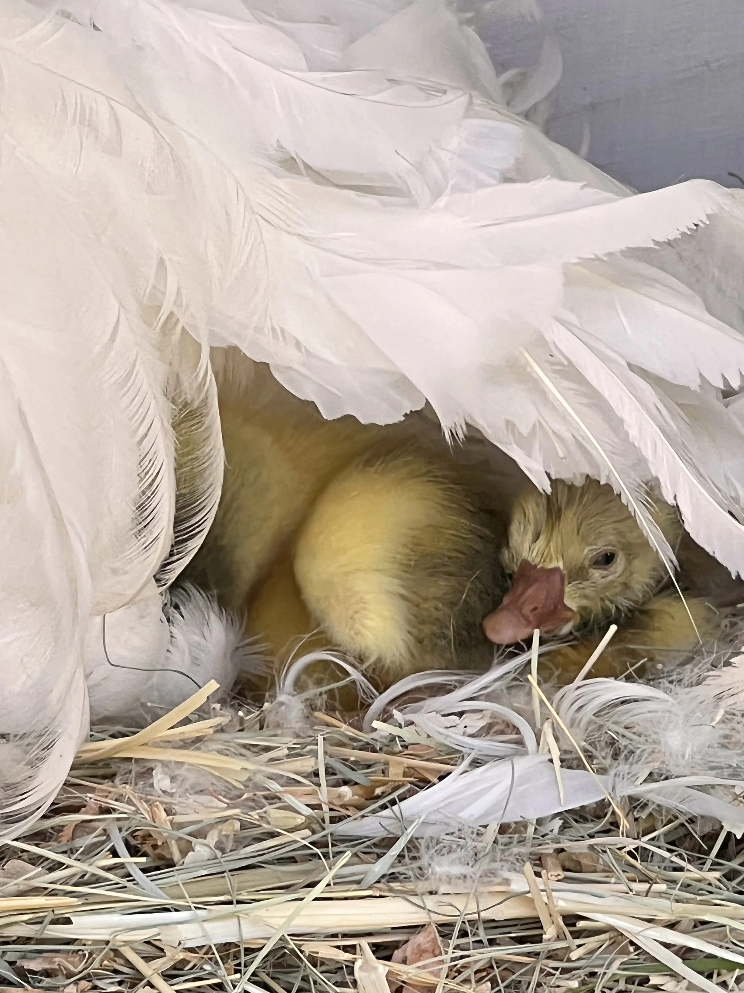 Sebastopol Geese — Tres Pinos Valley Farm