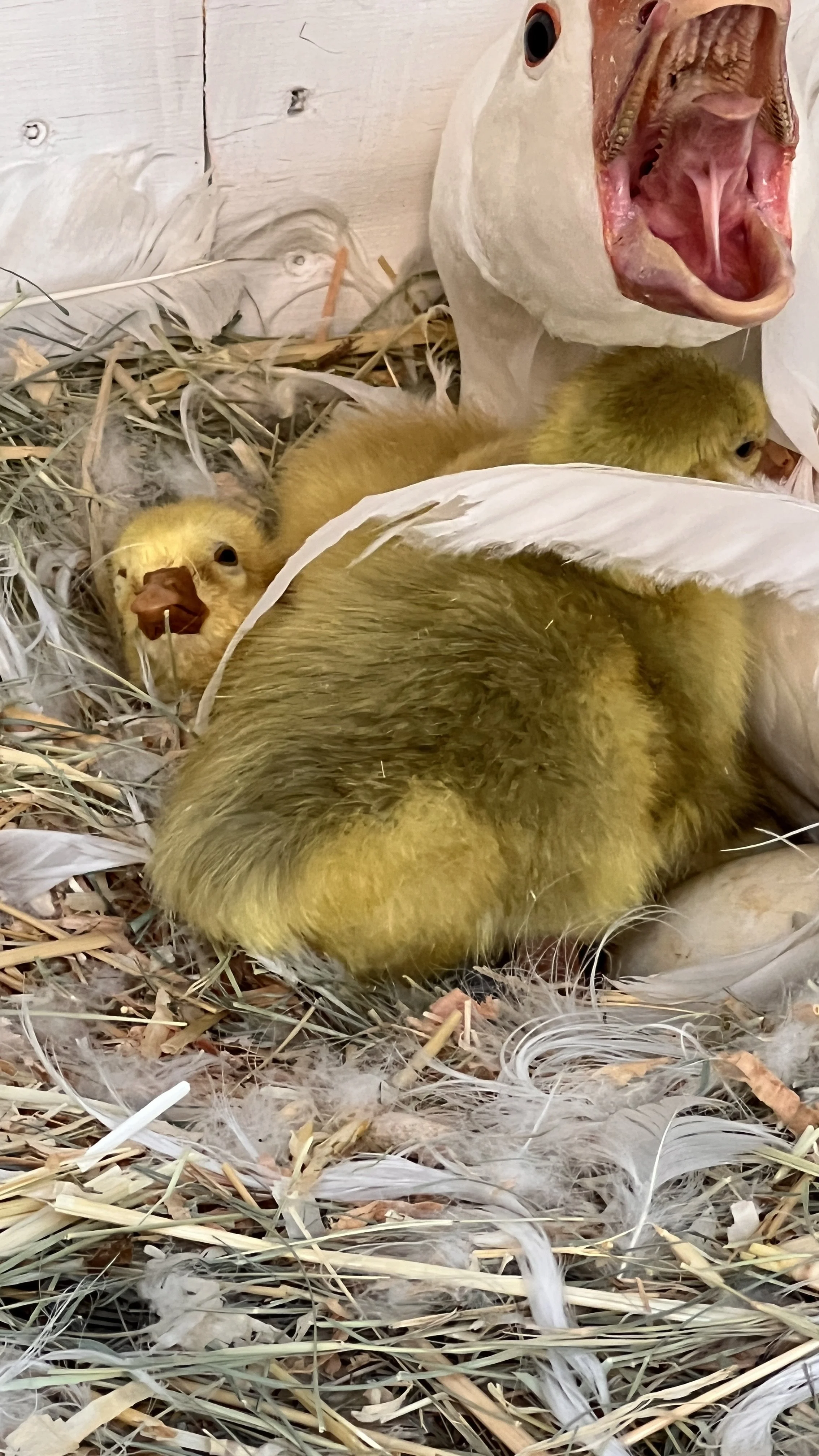 Sebastopol Geese — Tres Pinos Valley Farm