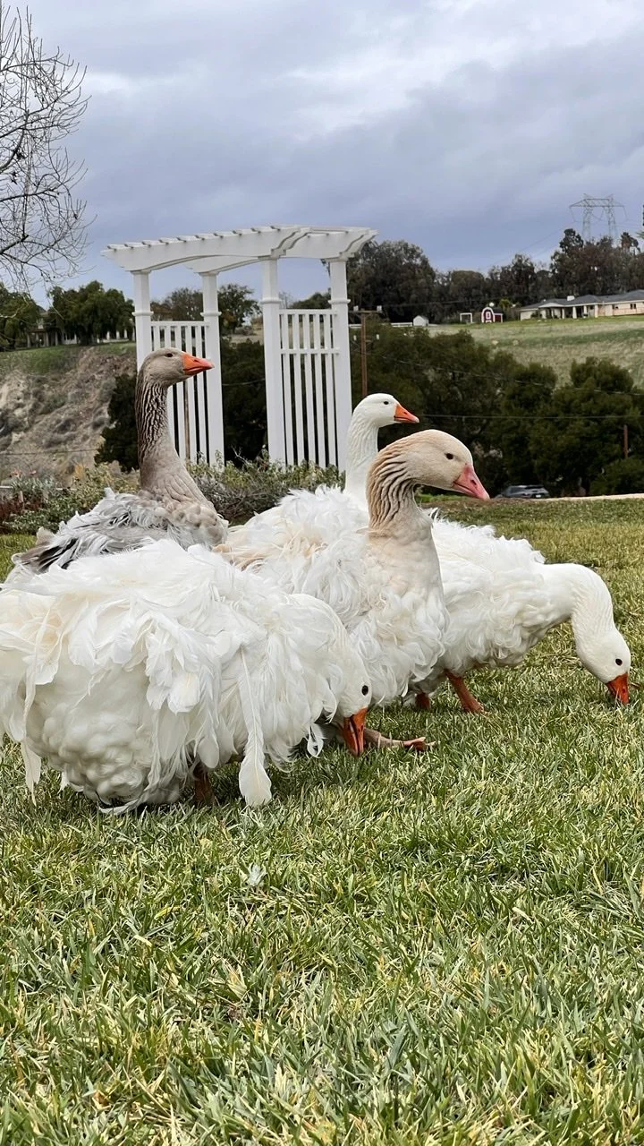 Sebastopol Geese — Tres Pinos Valley Farm