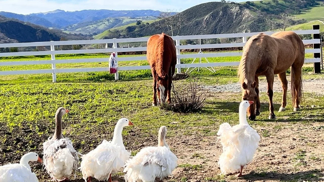 Sebastopol Geese — Tres Pinos Valley Farm