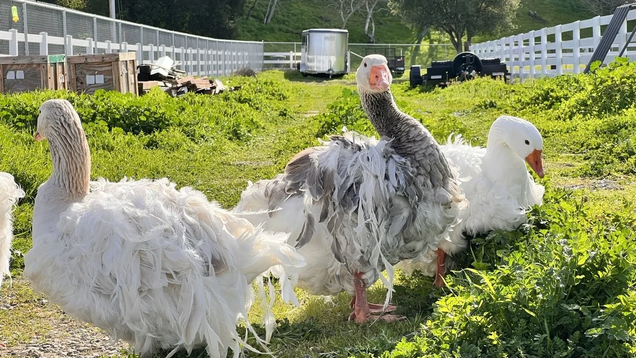 Sebastopol Geese — Tres Pinos Valley Farm