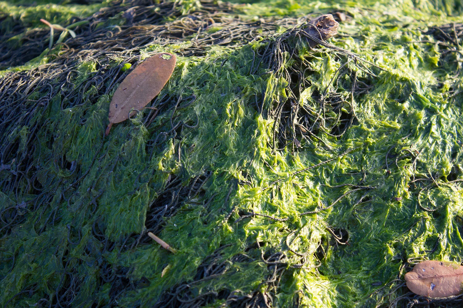 grass.jpg