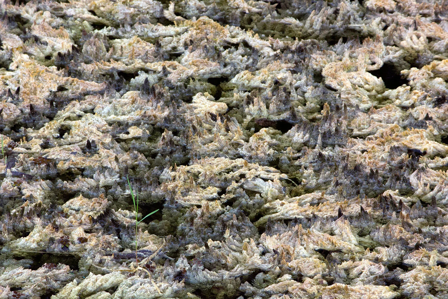 mountains.jpg