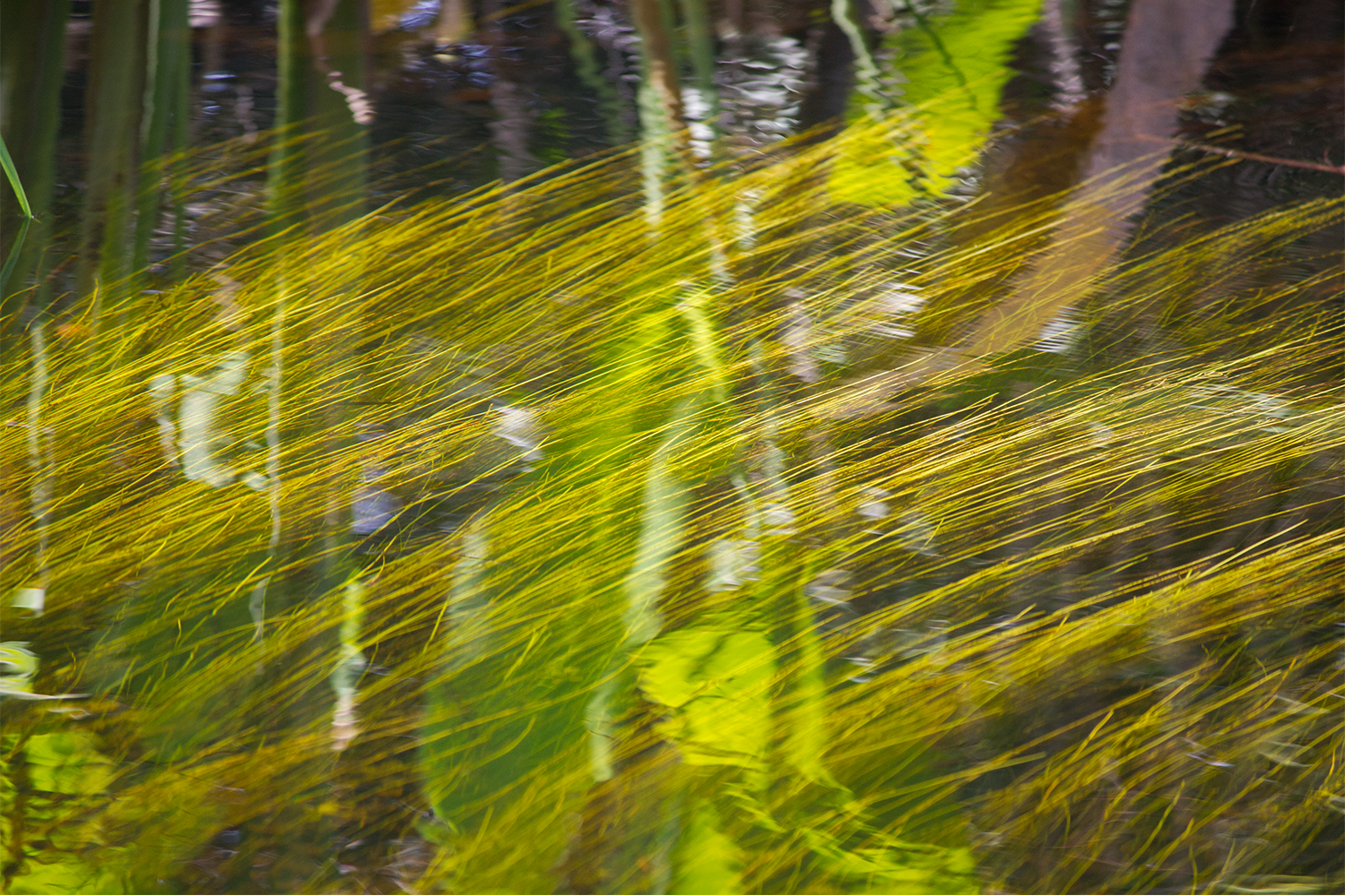 everglades1.png