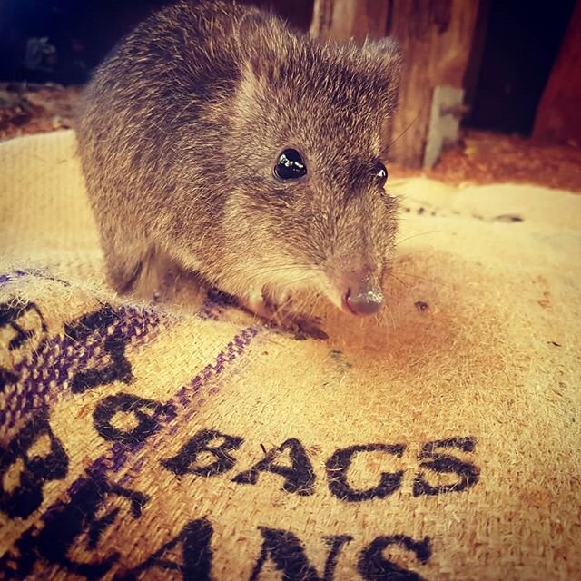So many uses for old coffee sacks. Garden beds, potato sacks, live lobster sunshades 🤔 and baby potoroo beds. Thanks for the pics @conservationecologycentre