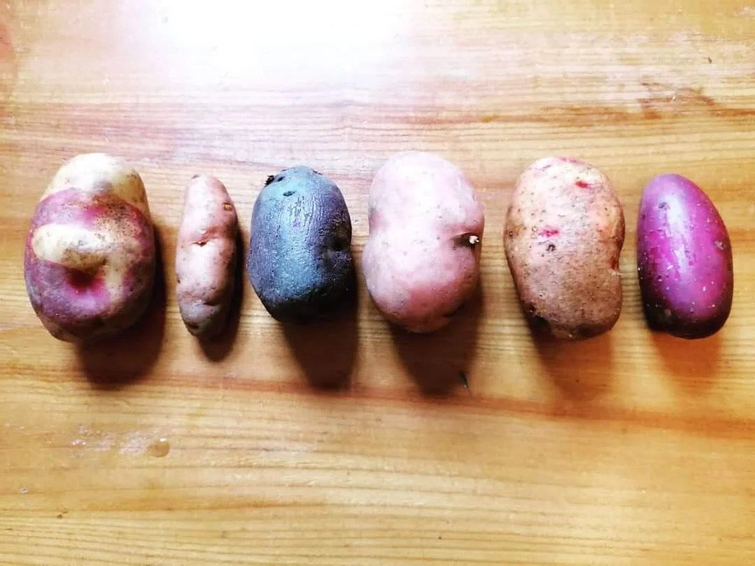 Potato Day