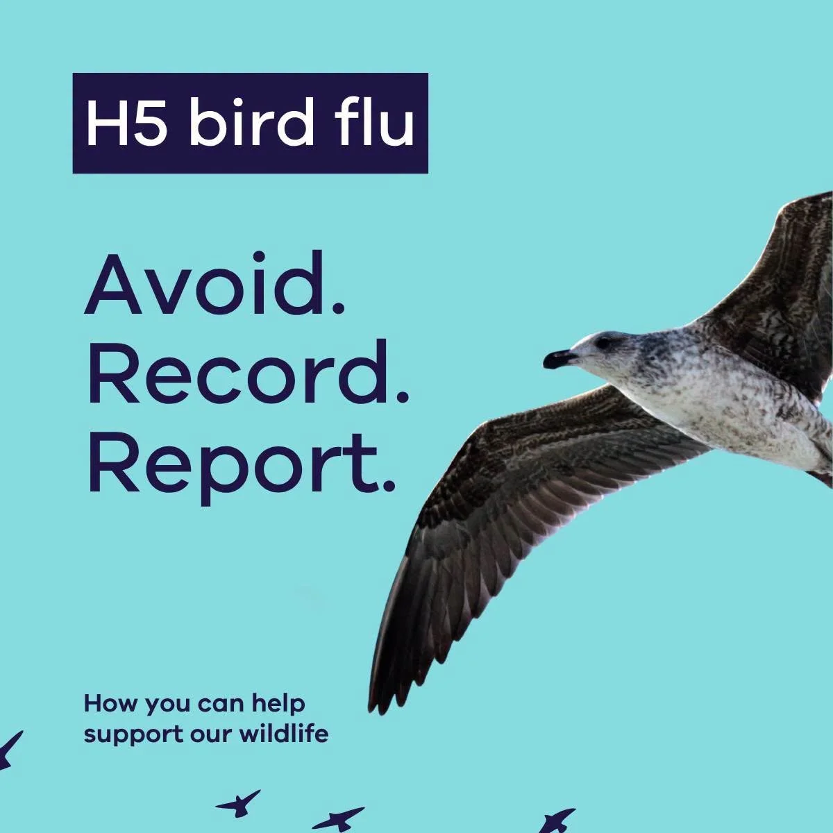 Bird flu has arrived in Victoria — and our wildlife needs us